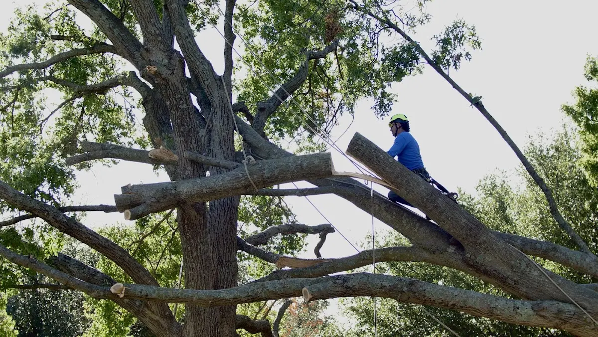 Professional Crown Thinning performed by certified arborists in Dodson