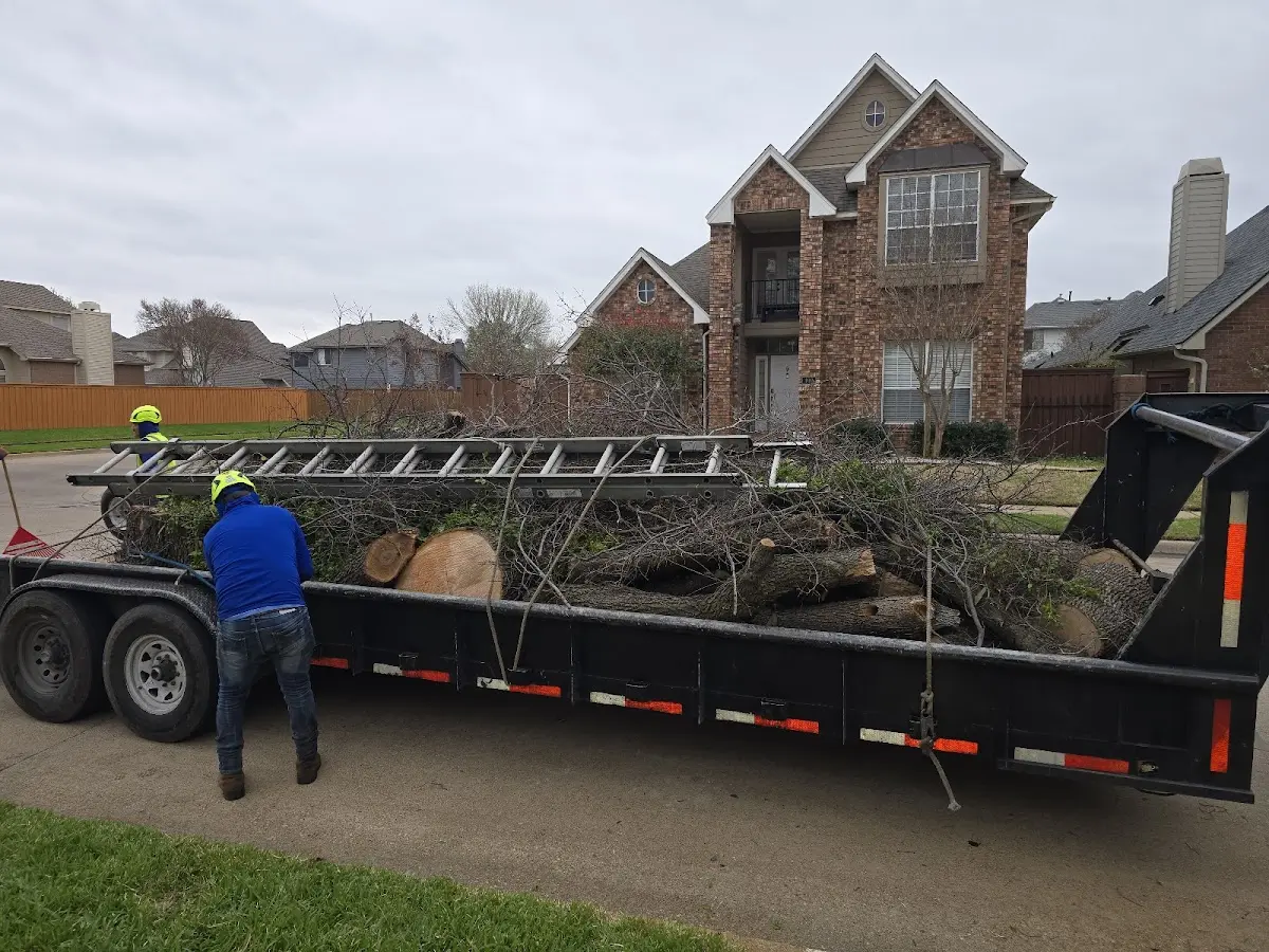 Expert Tree Removal with proper safety equipment in Dodson